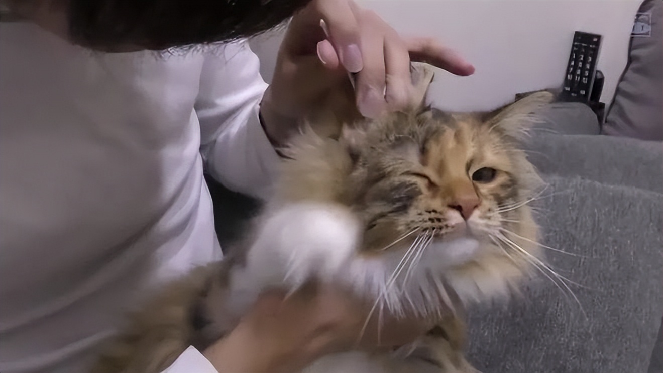 猫咪的养护常识与健康管理,猫咪的养护小常识