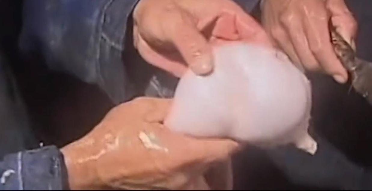 一农民杀猪时意外收获猪宝,农民杀猪得猪宝事件