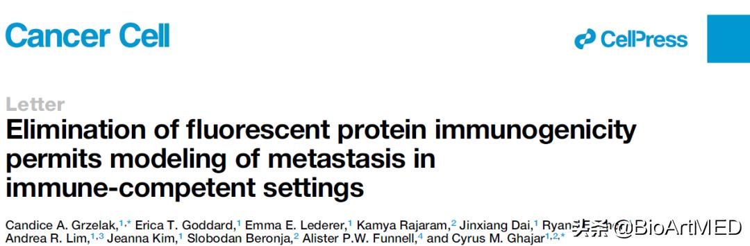 CancerCell|去除荧光蛋白免疫原性可以促进肿瘤转移模型建立