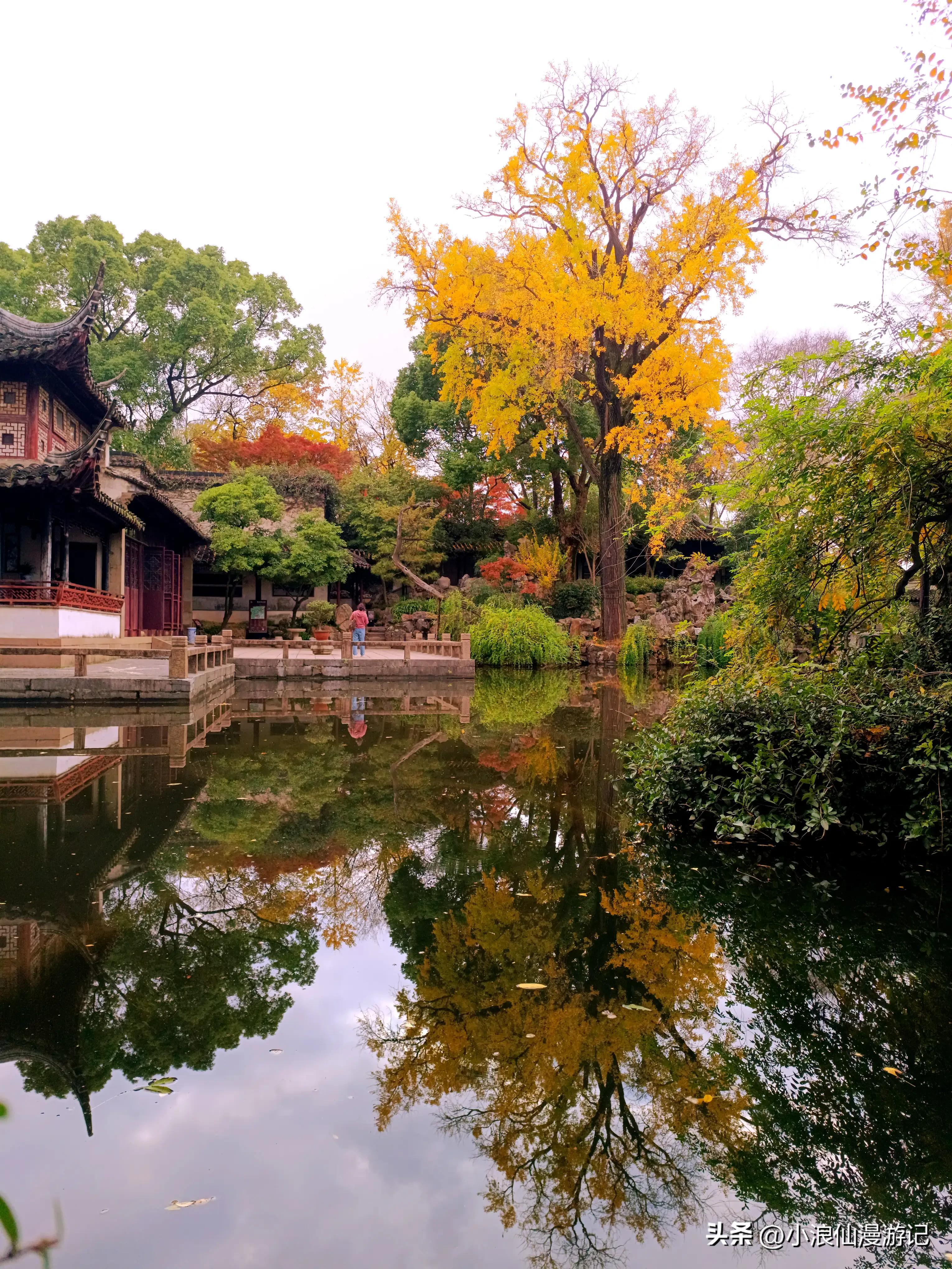 苏州园林拙政园银杏,苏州千年银杏和百年银杏