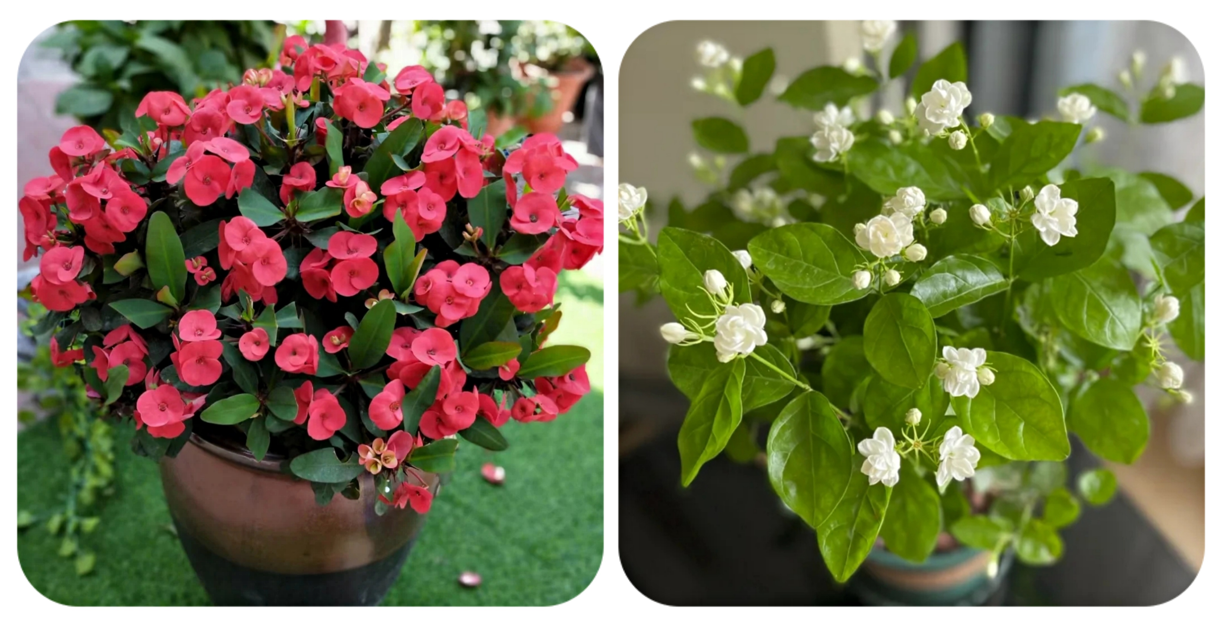 阳台上可以种什么蔬果,阳台上适合种的蔬果