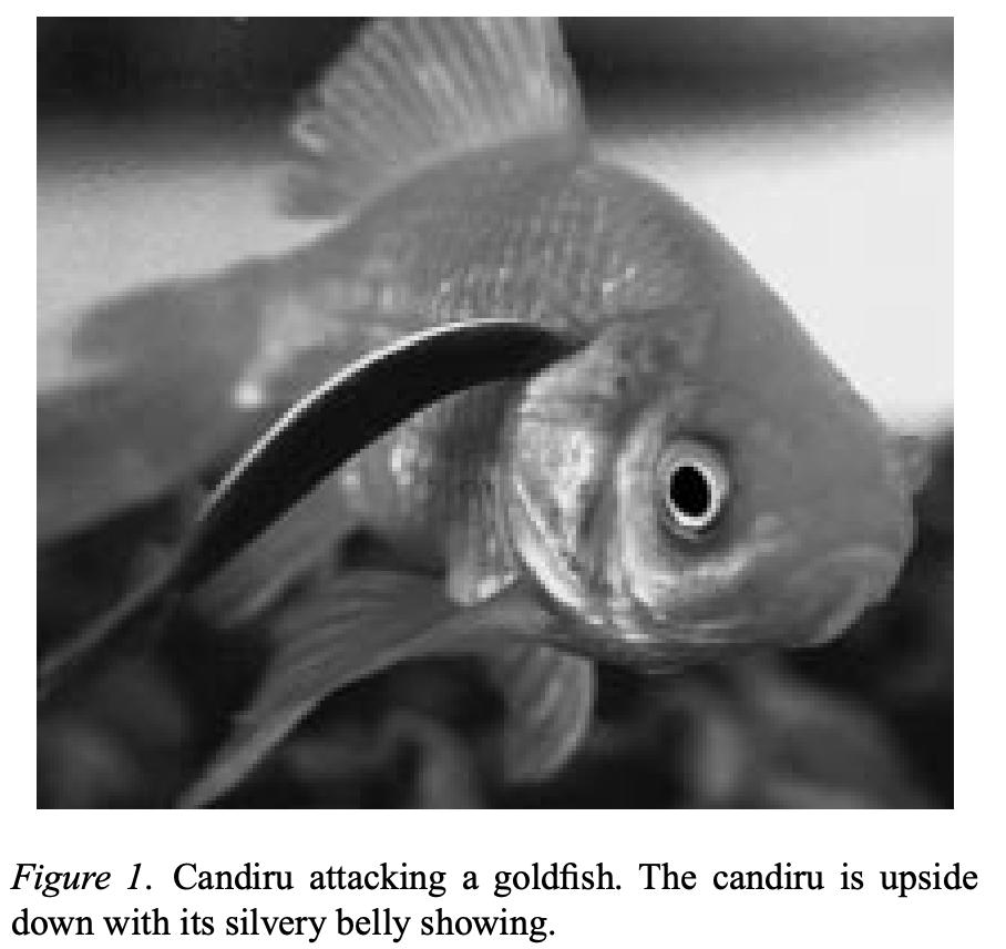 亚马孙河的鱼有哪些,亚马孙河有什么鱼