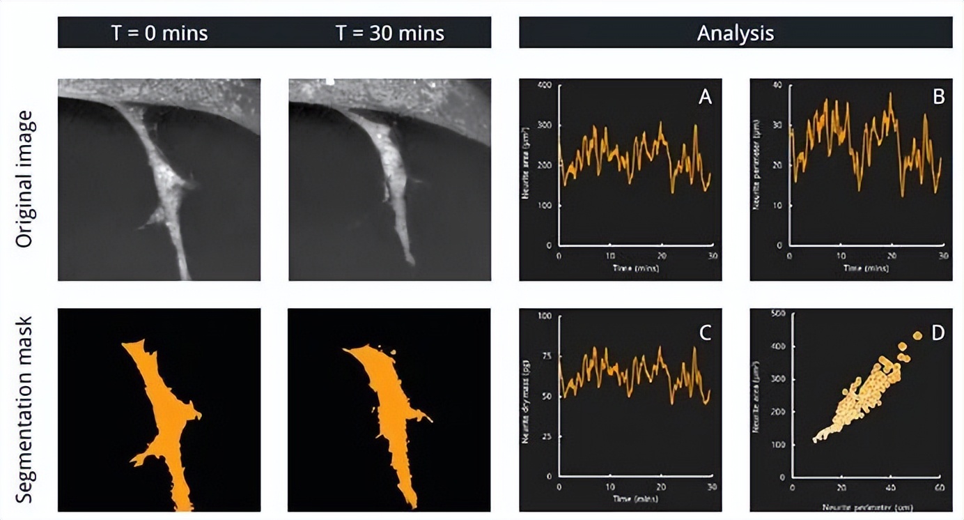 nanolive显微镜,nanolive3d活细胞成像
