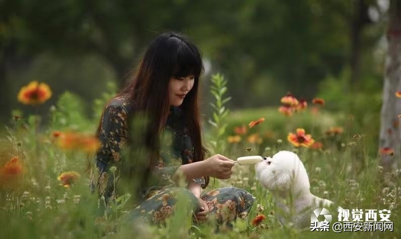 宠物市场监管问题,宠物身后事