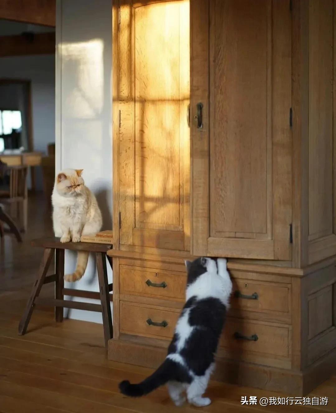 日本中古之家：与古家具和猫咪一起生活的日本博主