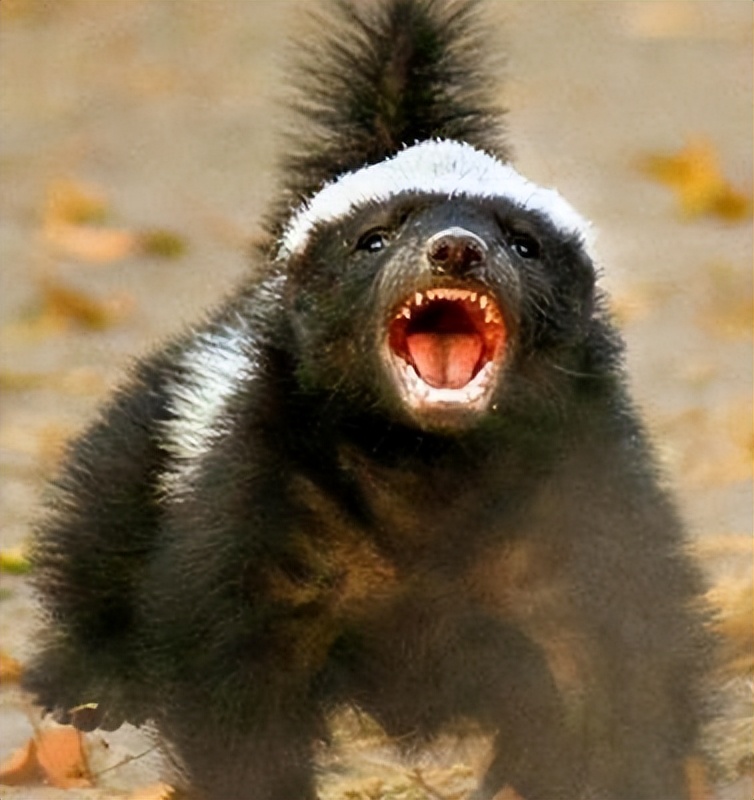 它被誉为地球上最让人恐惧的动物,吉尼斯世界纪录最无所畏惧的动物