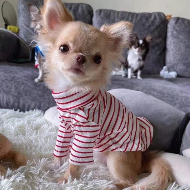 吉娃娃的宠物,吉娃娃宠物日常