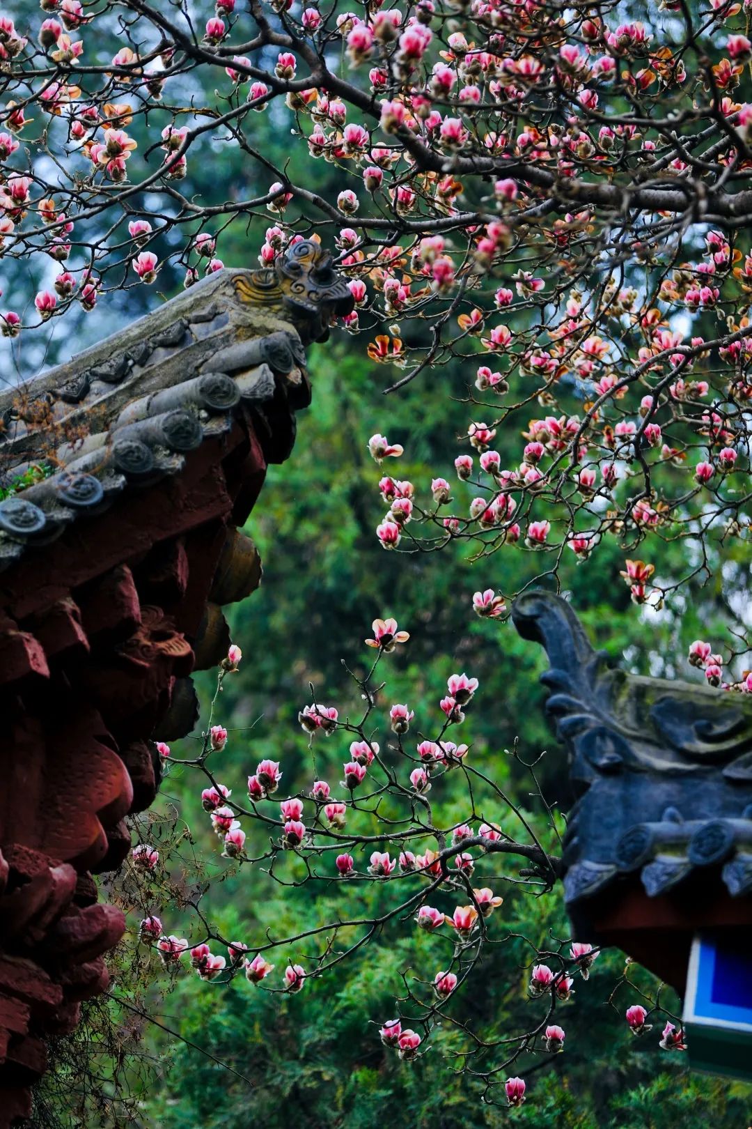 西安春天太美了,西安的春天美呆了