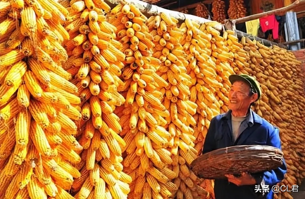 10月份最新玉米价格行情分析,玉米10月行情回顾