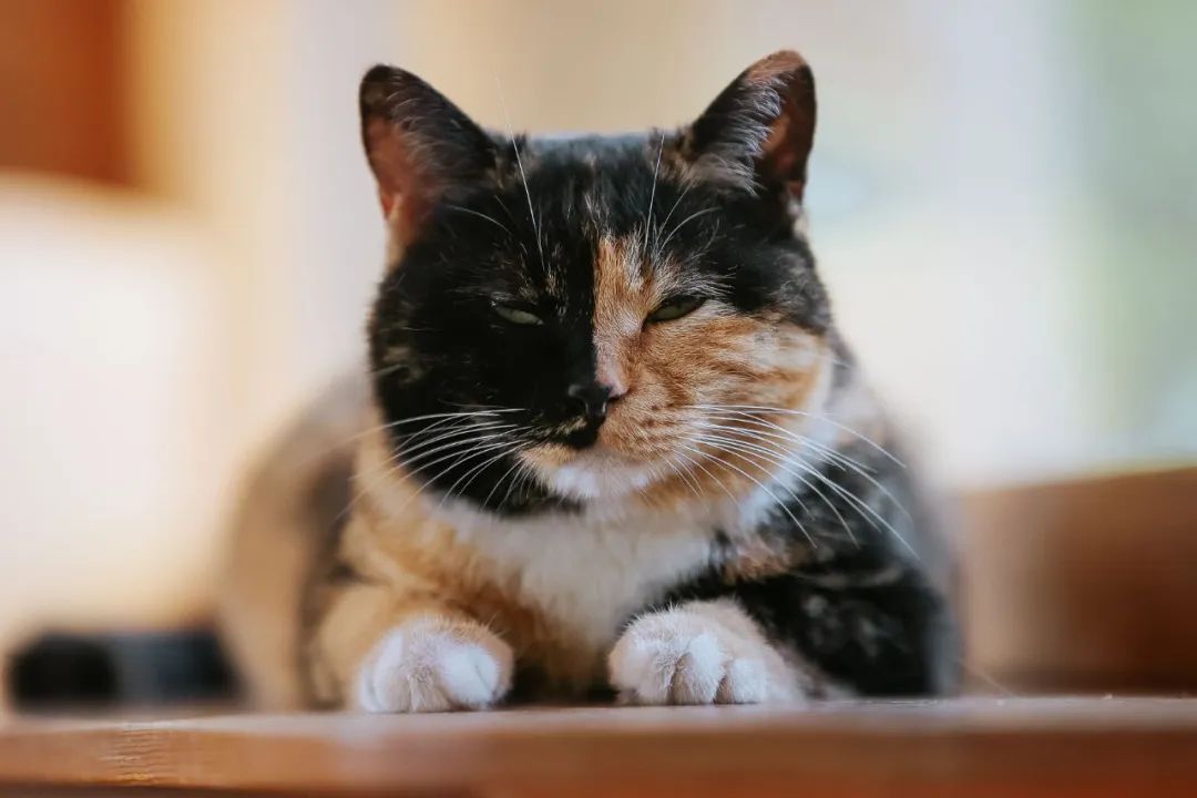 社恐小猫咪的安全感,社恐小猫咪为什么突然想出门了