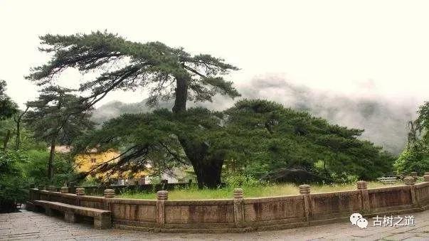 上饶出发到九华山三天二晚跟团游,九华山三天两晚旅游攻略