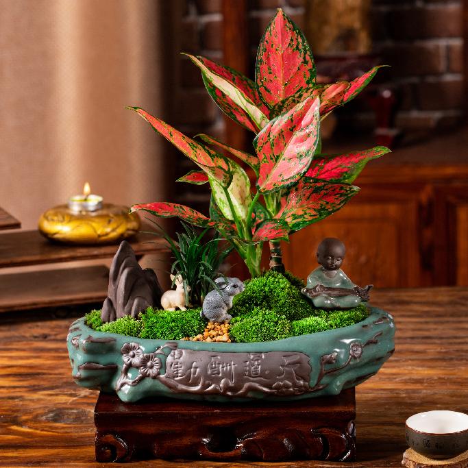 家庭客厅养什么花好看又旺财,客厅最吉祥的三种花