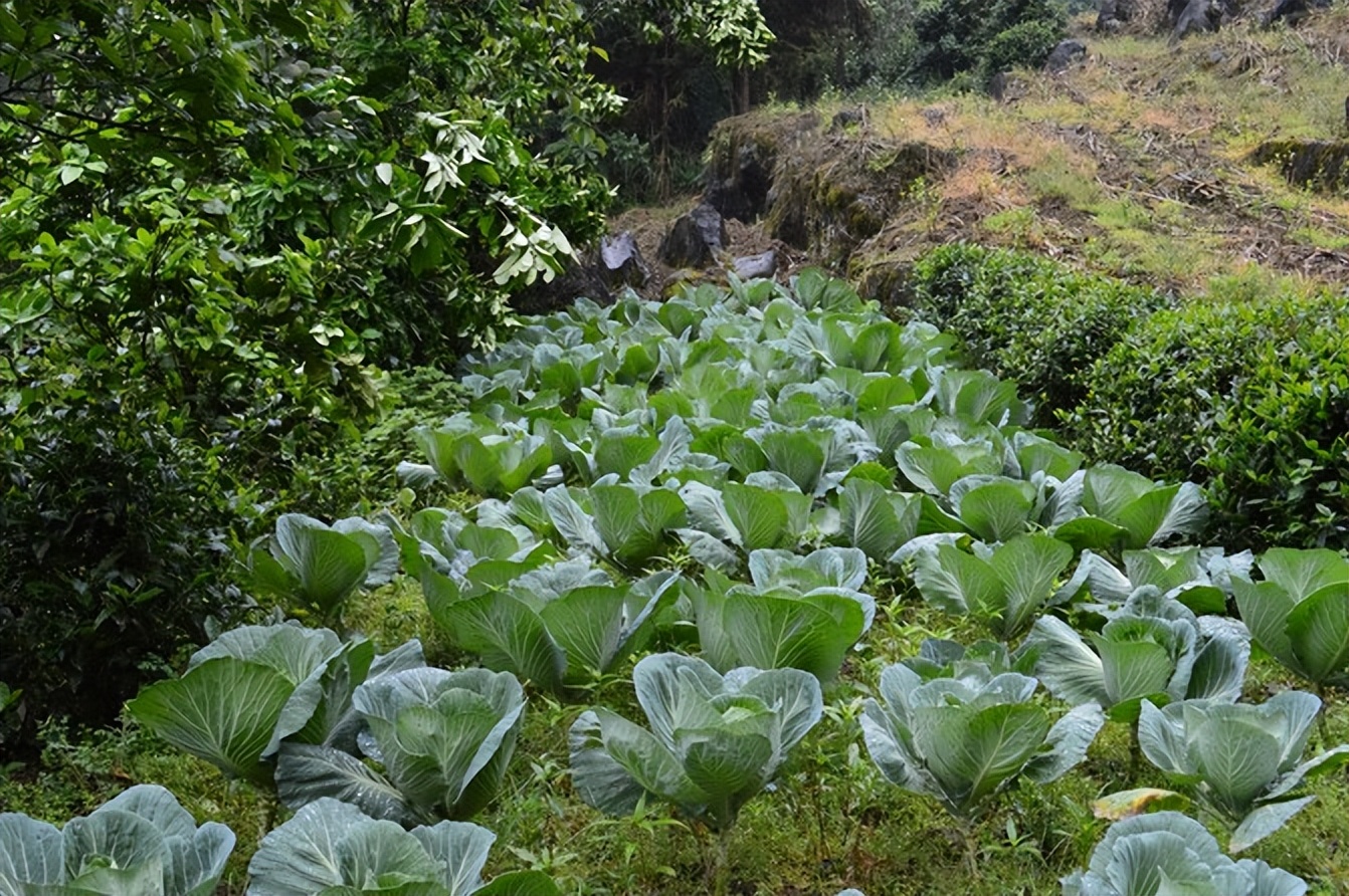 宣恩一座小城,湖北宣恩美丽的小城