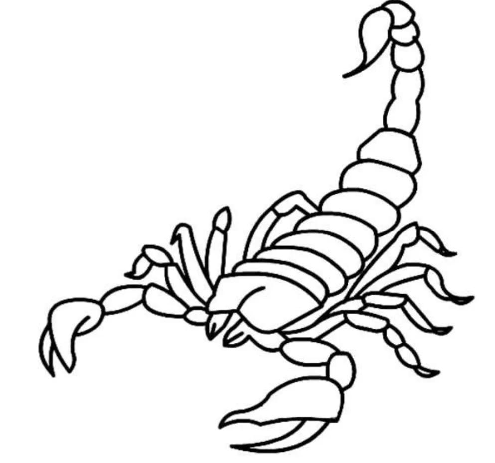 蝎子扎堆蜇人吗,东北有野生蝎子蜇人有生命危险吗