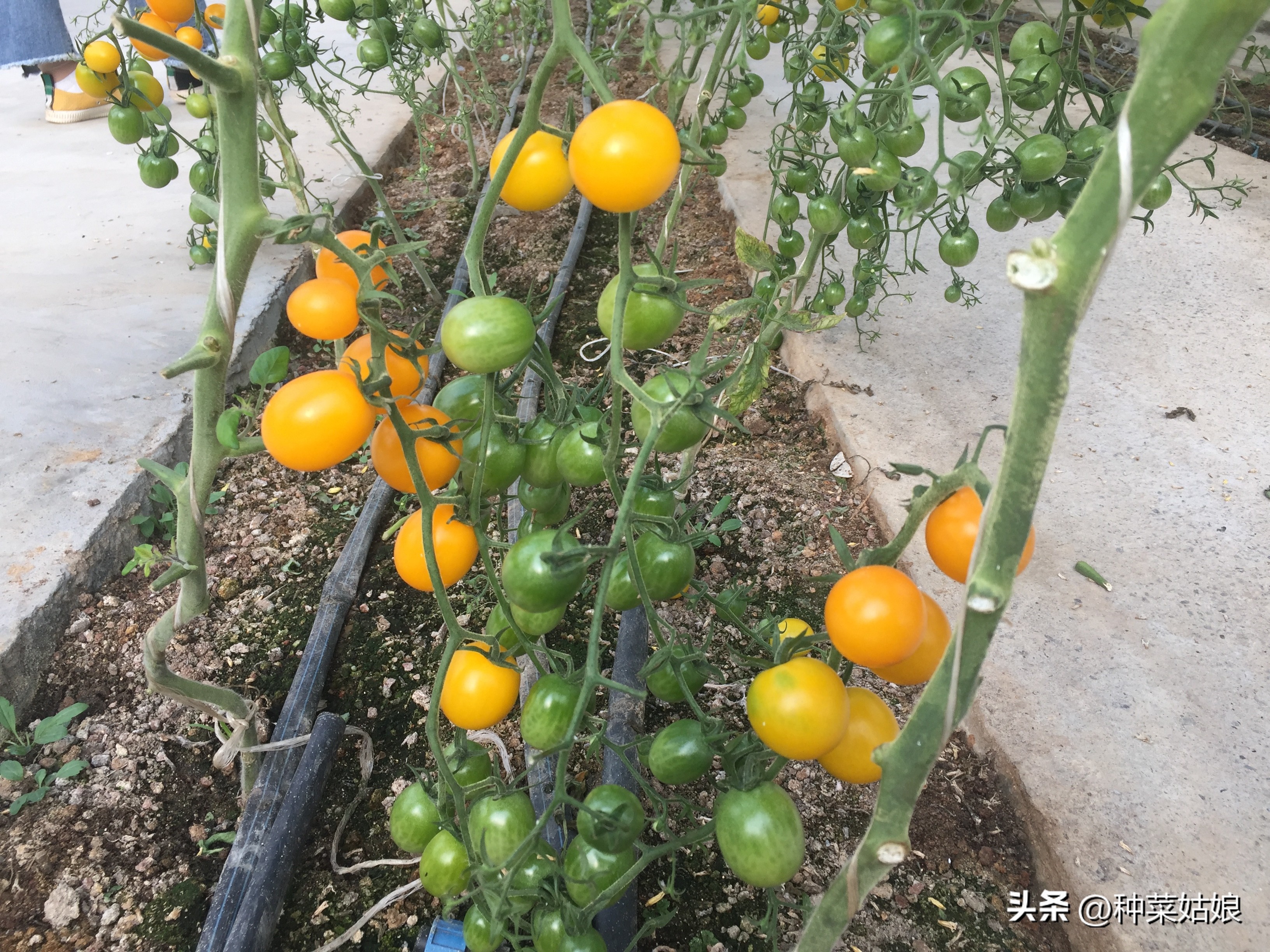 都说种菜喷磷酸二氢钾好，真的那么神奇吗，还有哪些叶面肥？