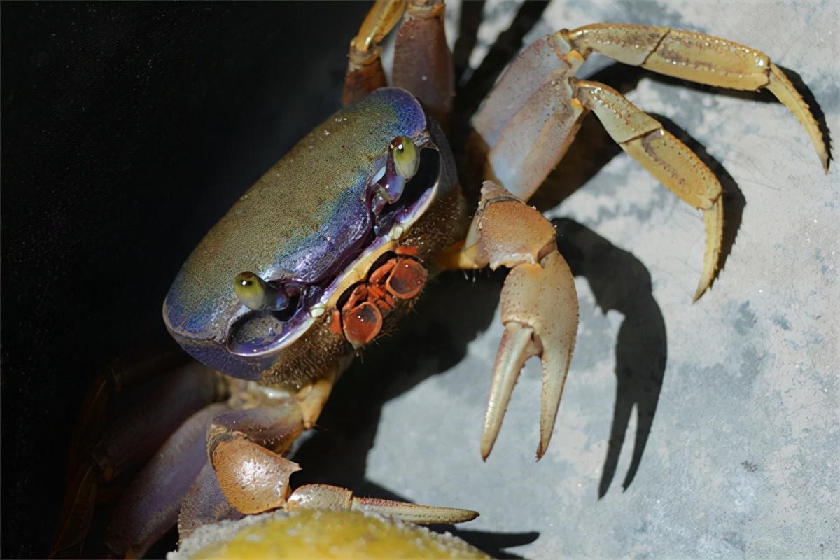 听海抓螃蟹,听螃蟹的声音