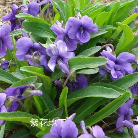 这些野菜你们都认识哪几种,看看这些野菜你真的认识吗