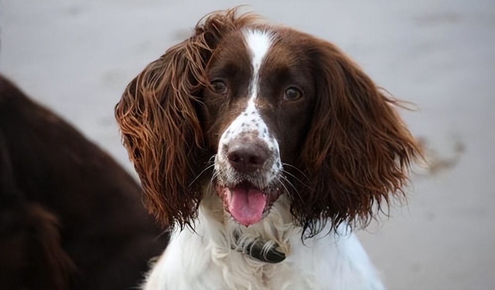 史宾格有什么特点,史宾格优点和缺点