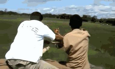 20张罕见的动物图片你看过几张,100张罕见动物照片