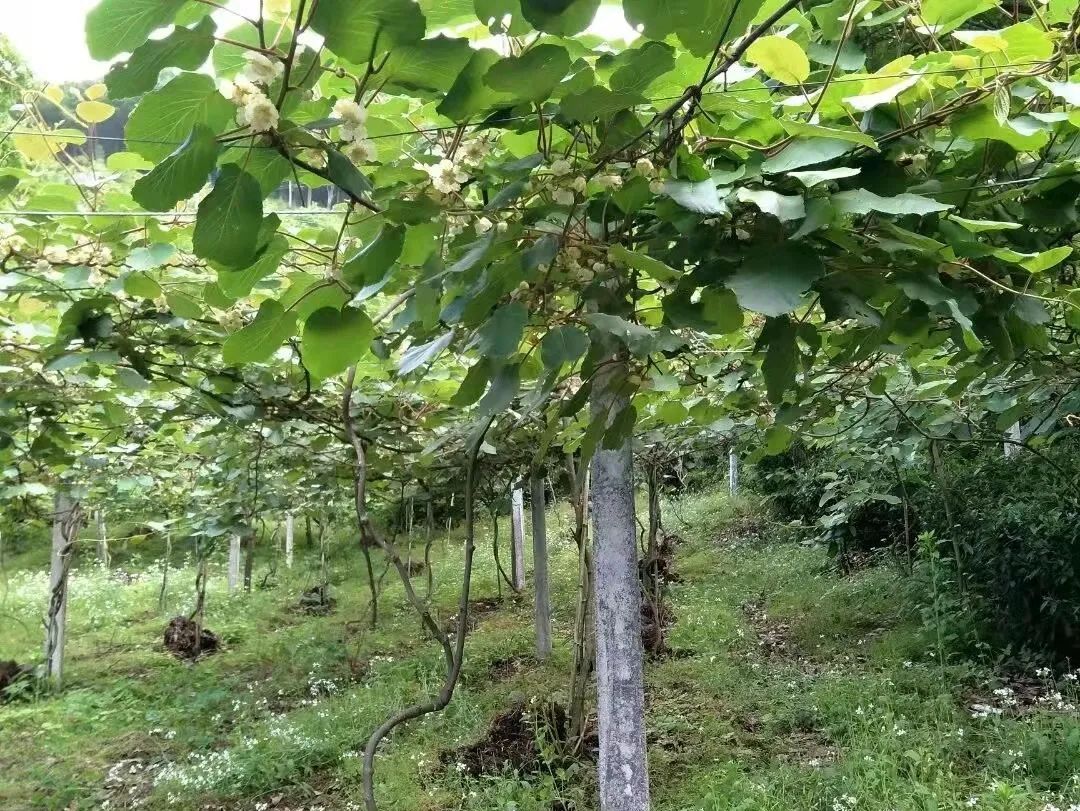 五峰：【乡村振兴】“猕”生情缘，家门口的致富经！