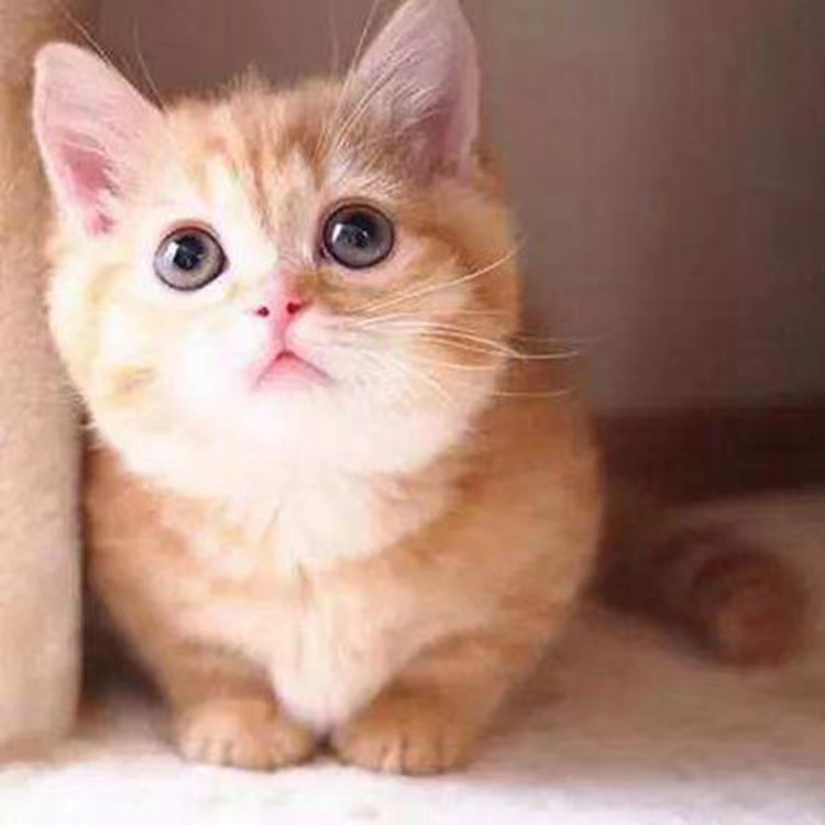 关于猫咪的100个小秘密,十二个关于猫咪的冷知识