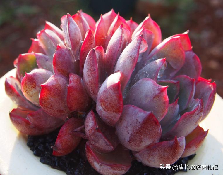 暗冰和赫拉，易上色的月影与“纯欲系”多肉的代表，你都养了吗？