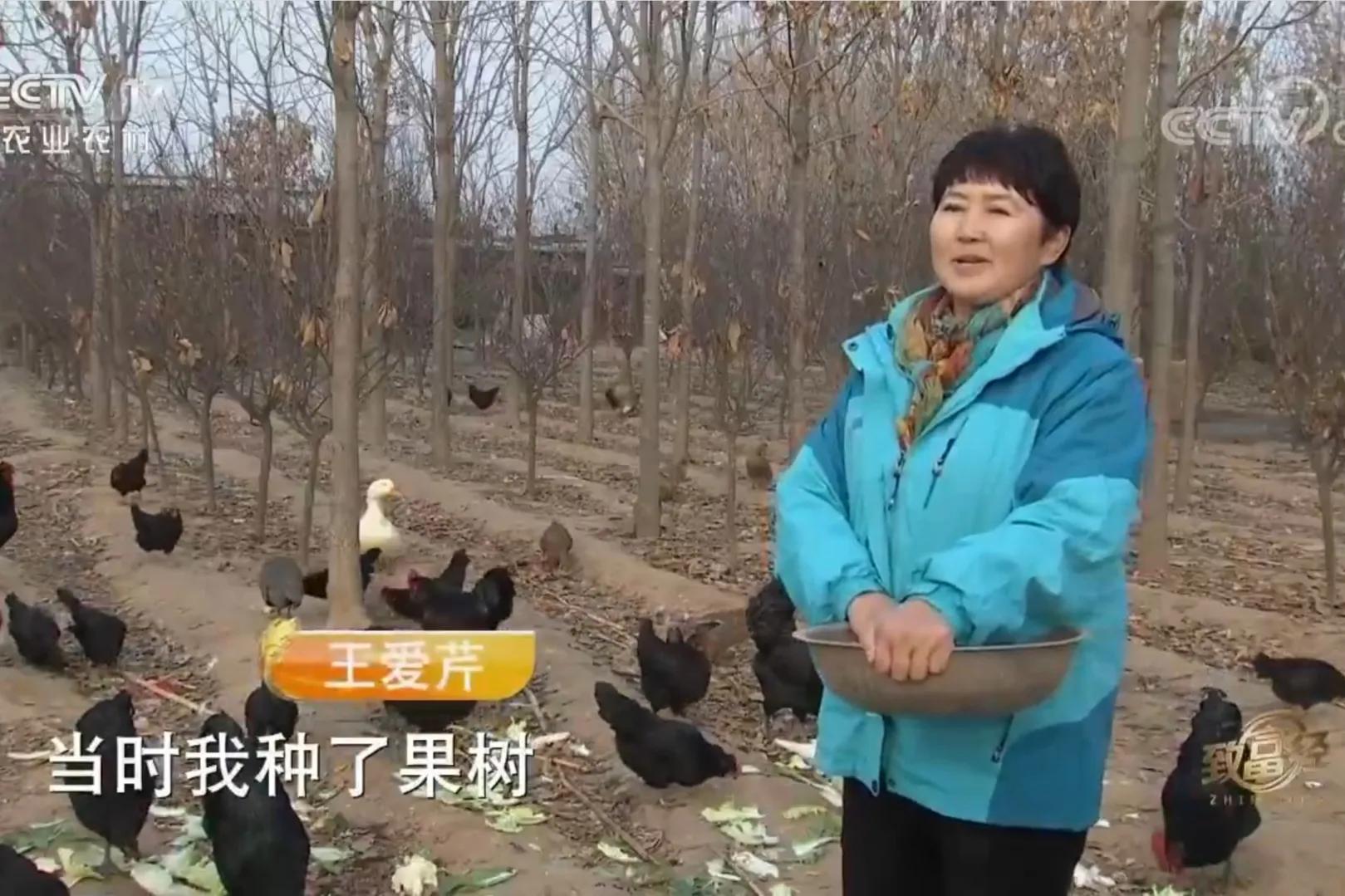 承包荒山致富的例子,美女承包52亩山地