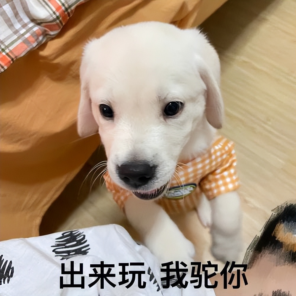 什么狗好驯服不咬人便宜还能看家,什么狗最适合老年人饲养