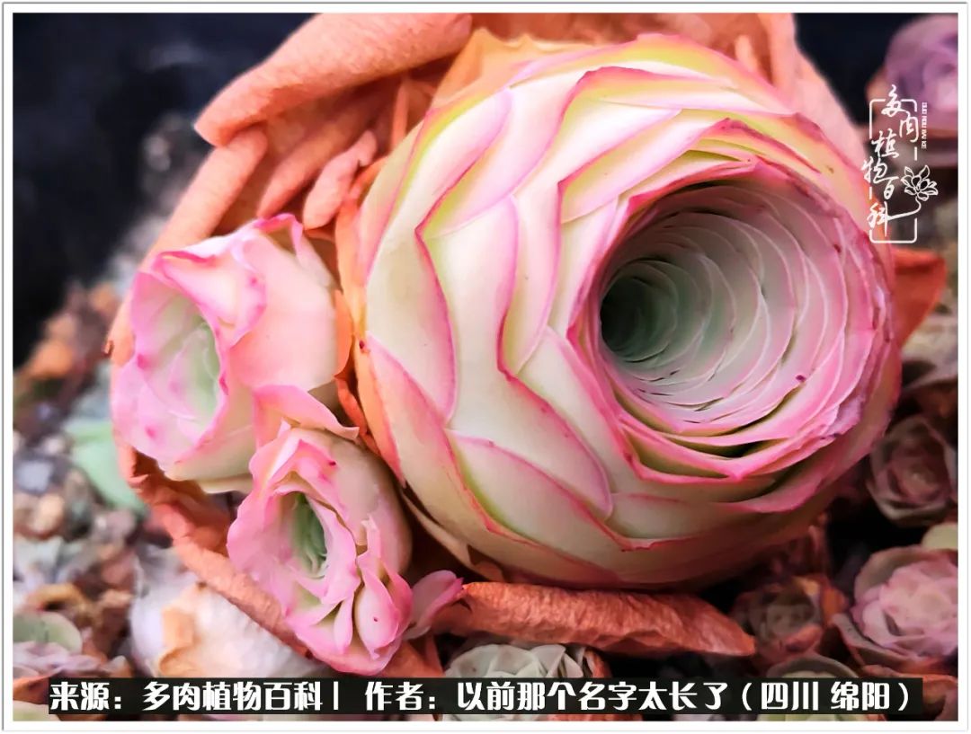 夏天山地玫瑰,小清新山地玫瑰