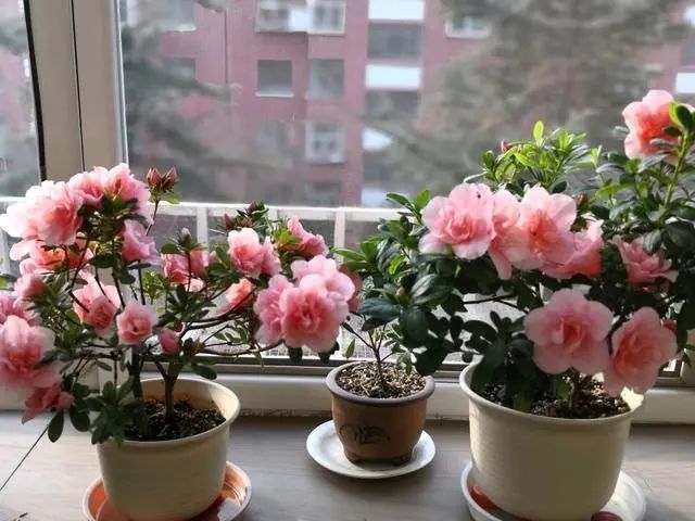 兑水浇花怎么不烂根,不管什么花勤浇水就没错