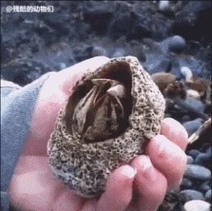 在浙江吃藤壶,还以为吞了个鬼手