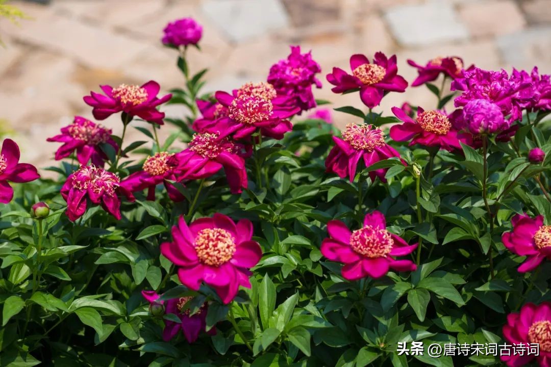 芍药花开了,色彩缤纷芍药花文字