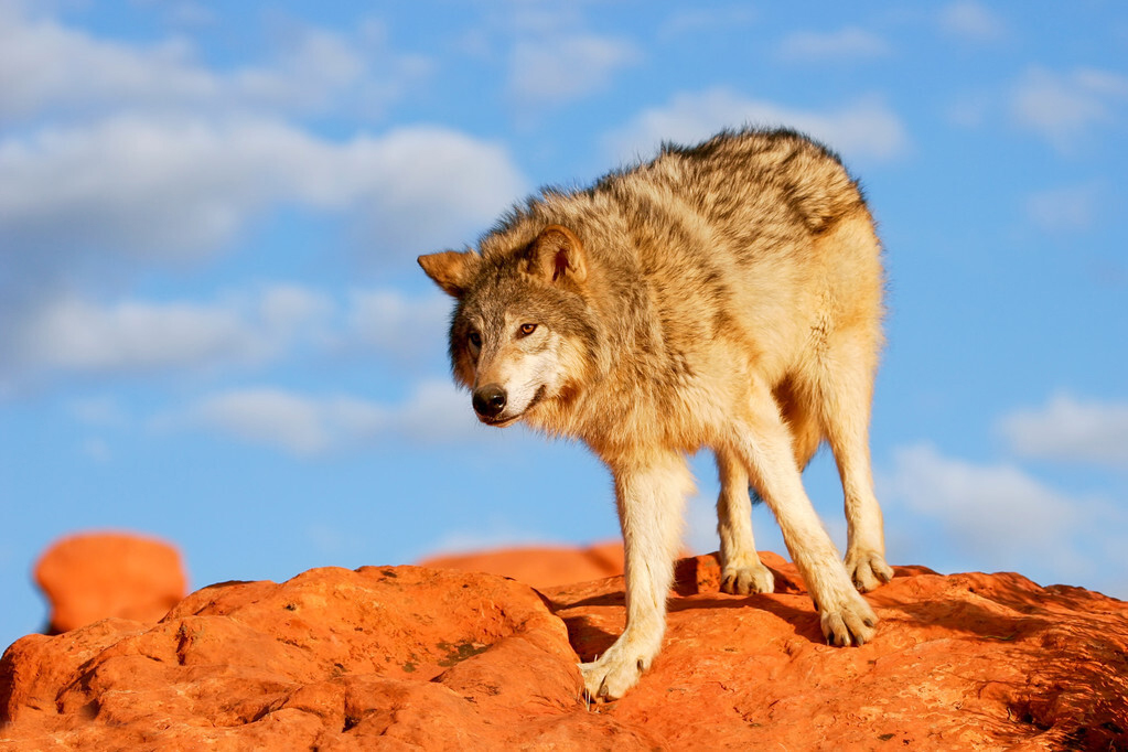 为什么狼和狗没有产生生殖隔离,狼和狗的区别有生殖隔离吗