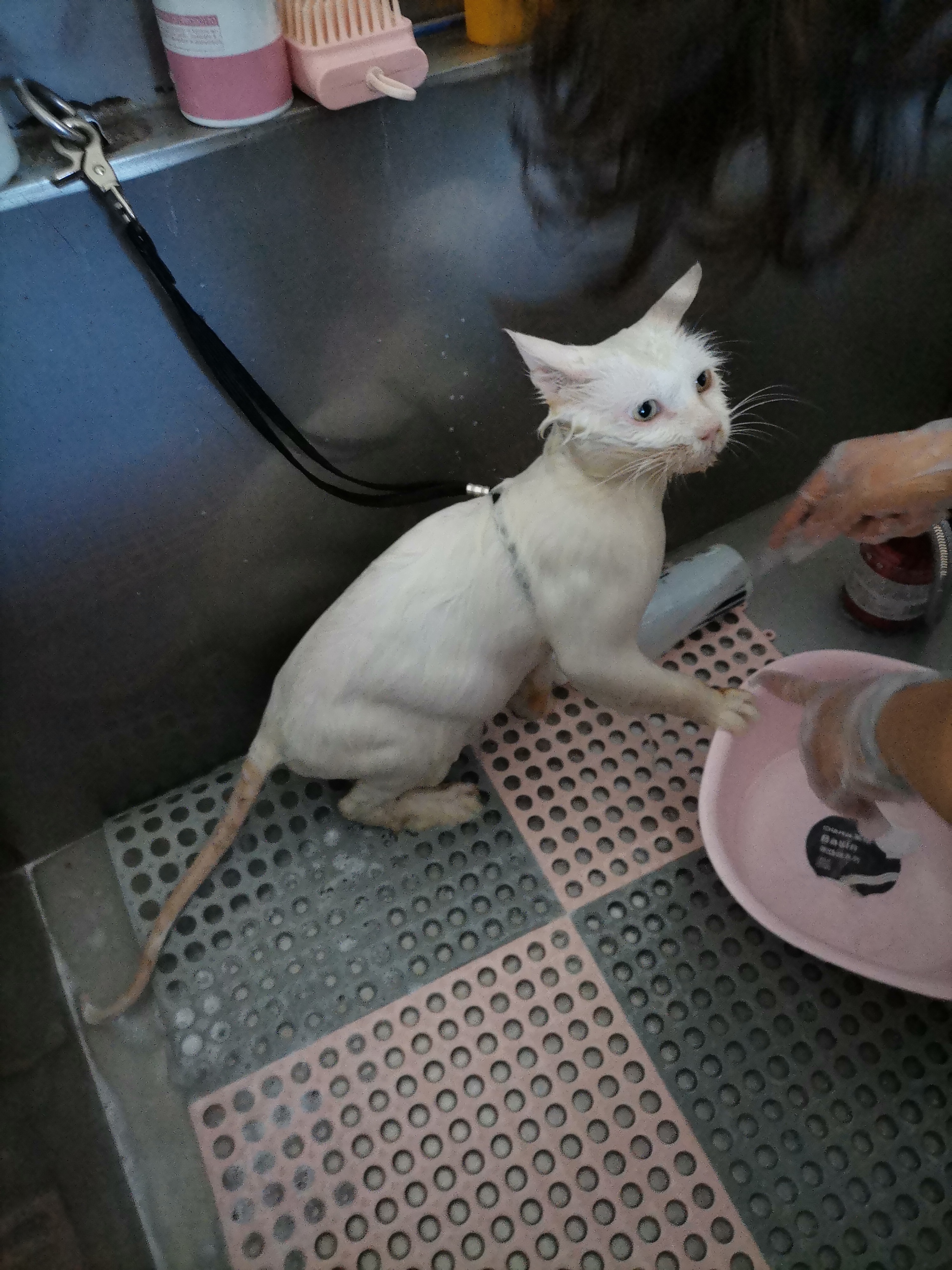 我的第二只猫咪图片,第二只猫来了第一只猫生气