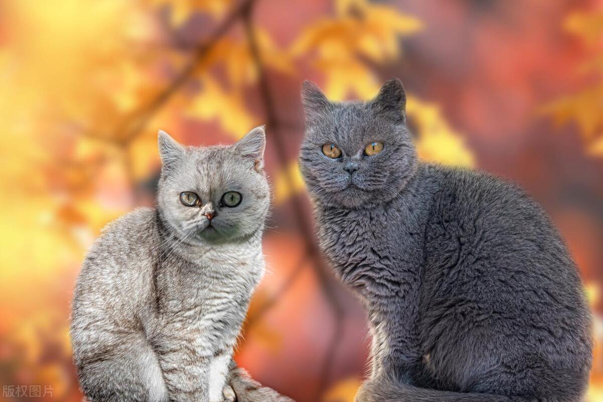 猫咪被粘苍蝇的胶粘到怎么洗掉,猫咪粘到老鼠贴怎么弄干净