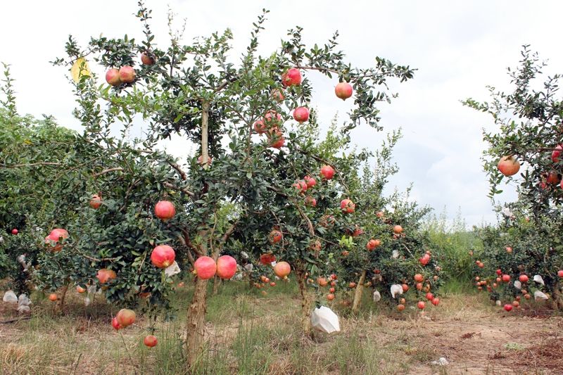 速来，这个初秋，你和石榴有个约会