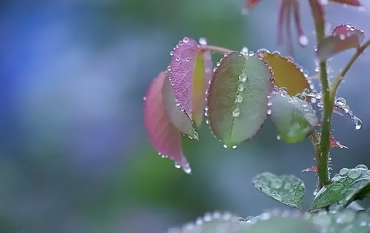 浇水的正确方法和技巧视频,浇水的技巧绝对是个重要的环节