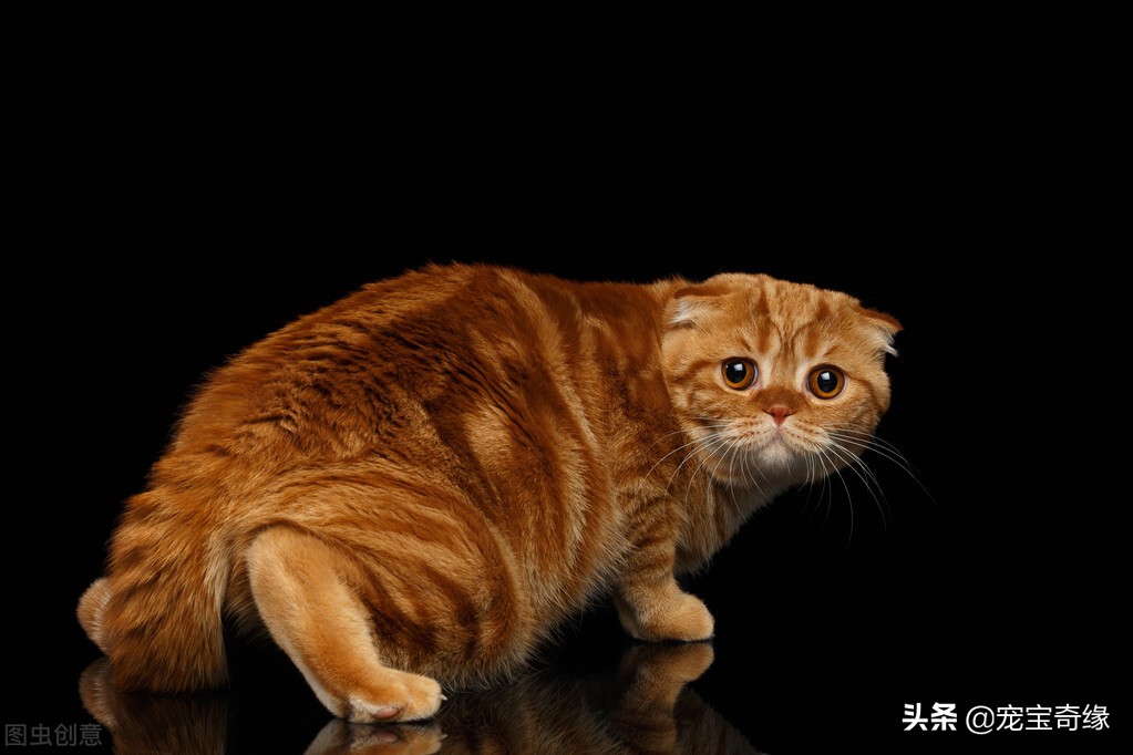 收养的流浪猫为啥突然欺负别的猫,想收养流浪猫附近没有医院怎么办