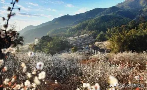 普宁老仙洞梅花盛开,普宁赏梅花最佳地点