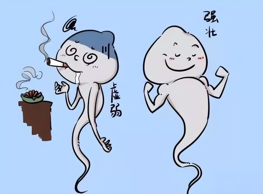 精子的制造过程要多久,人体精子是怎么制造的