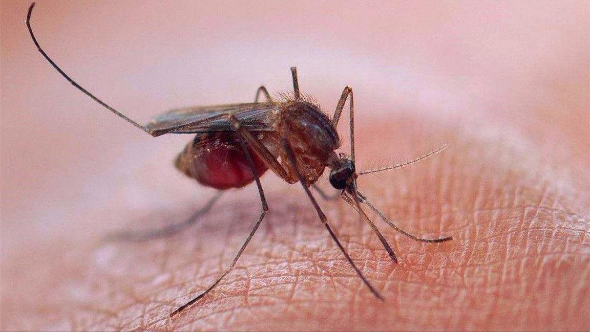 易招蚊子是什么原因,来例假更容易招蚊子