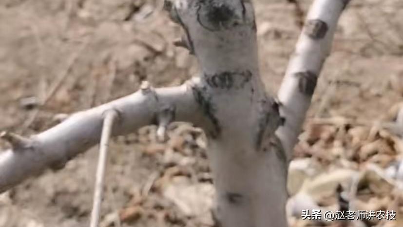 桃树怎样管理不会掉落,桃树怎么管理最好方法