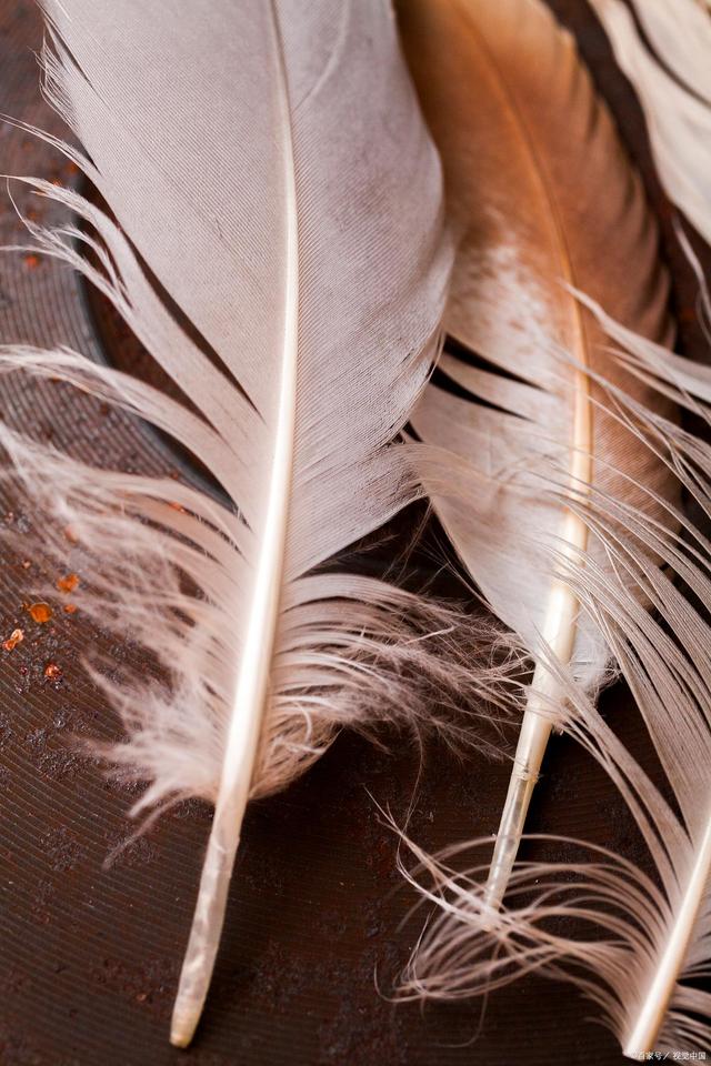 进出口运输鸭毛到香港代理清关,办理鸭毛进口报关流程