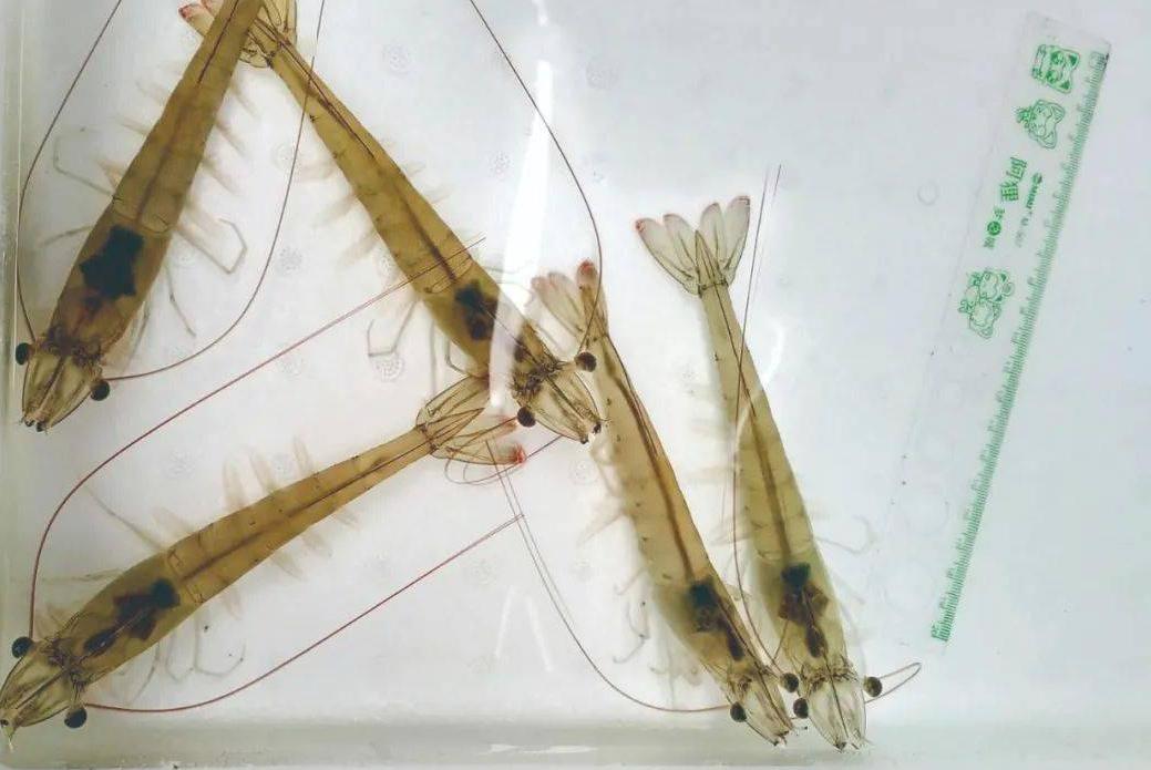 对虾养殖的碳氮磷比,对虾溶氧与产量的关系