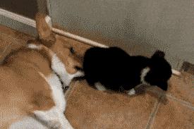 狗狗交配难舍难分？真正的原因，很多铲屎官都不知道