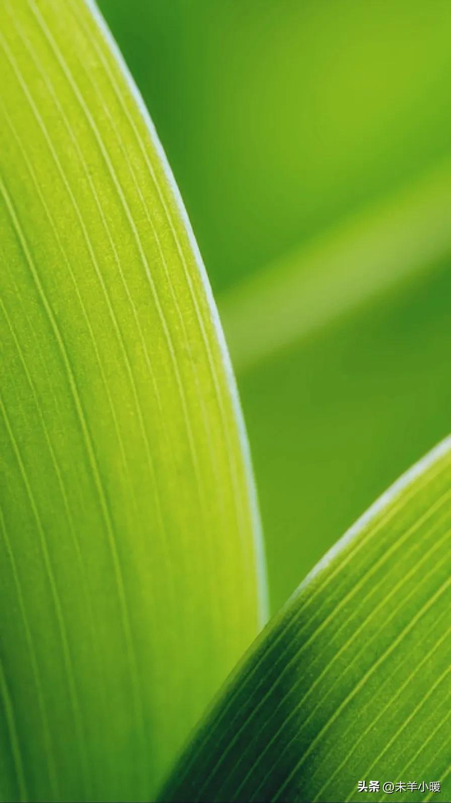 超清超美独一无二手机壁纸图片,养眼养心的壁纸