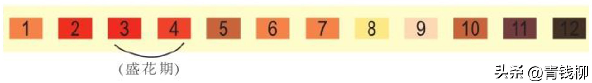 观叶兰一叶兰,观叶盆栽植物大全