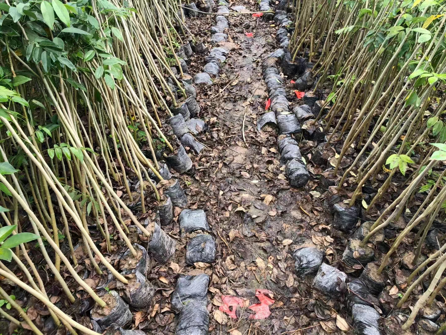 黄花梨椅子的价格目前市场价多少,黄花梨现在的价格是多少