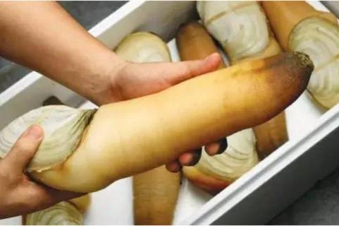 象拔蚌生吃还是熟吃,象拔蚌生吃有什么好处