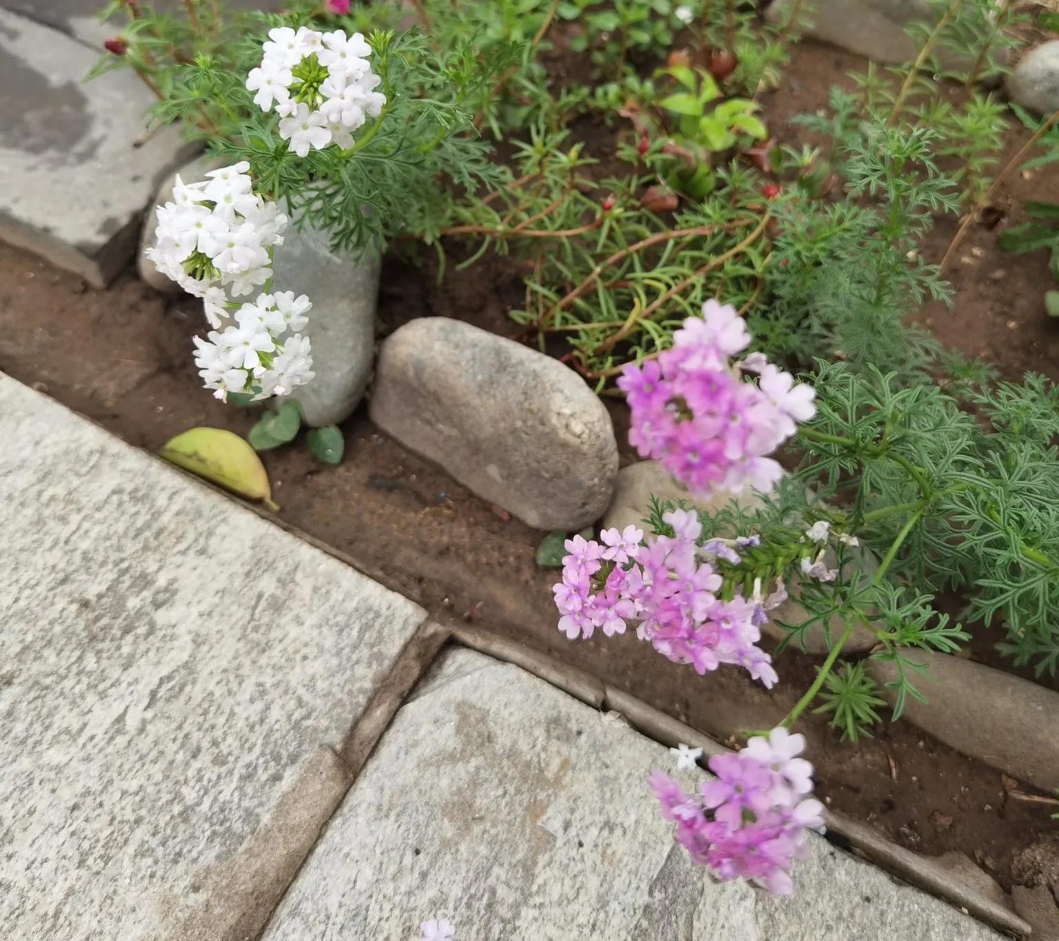 高温天气盼雨来,高温的炙烤